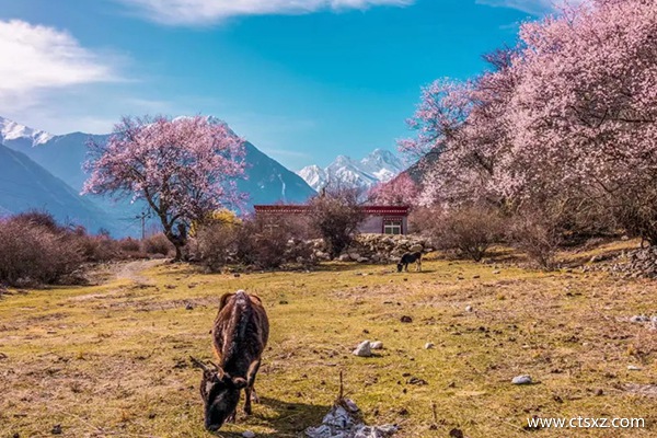 林芝的桃花什么時間開得好