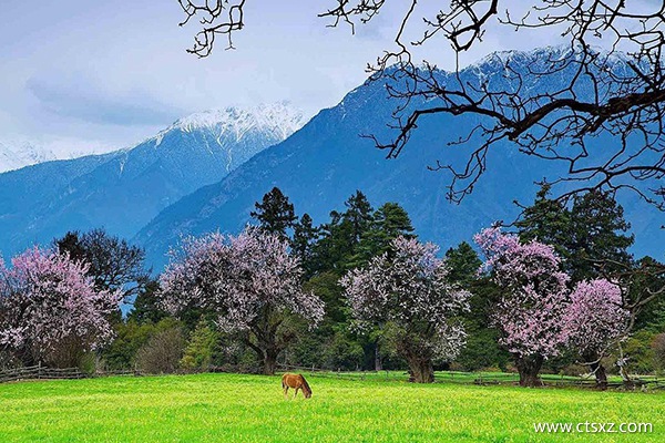 林芝的桃花什么時間開得好