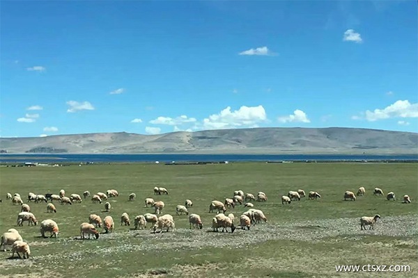 上海直達拉薩的最美火車