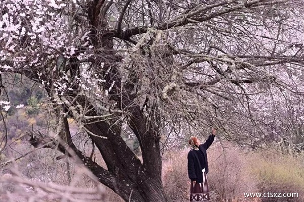 跟團去西藏旅游報價多少